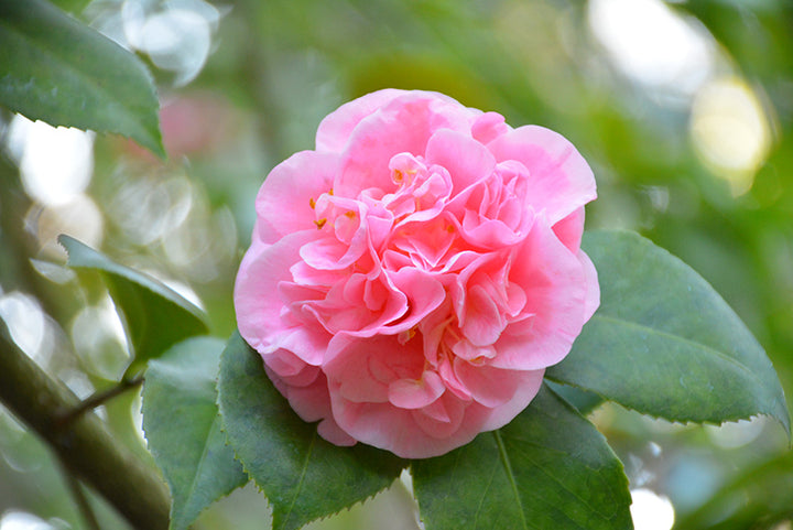 Light Pink Camellia Flower Seeds for Planting – Heirloom, Non-GMO, High Germination Seeds