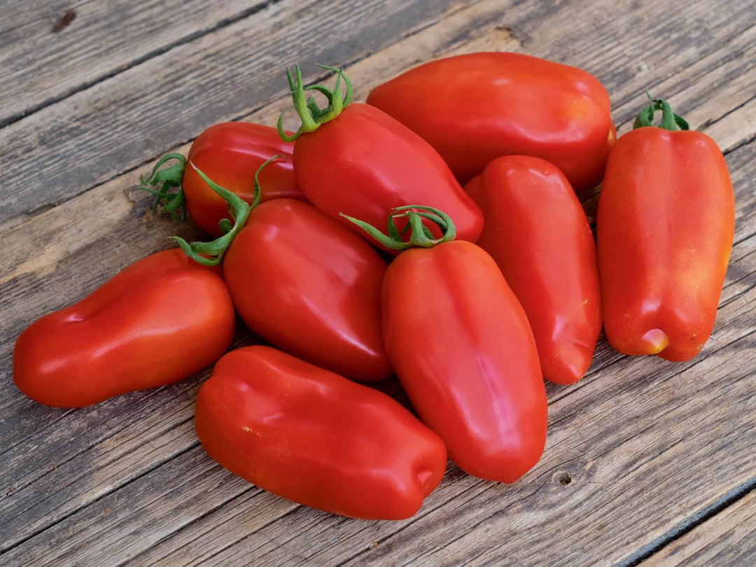 Tomato San Marzano Seeds for Planting – Heirloom Organic High Yield Garden Seeds