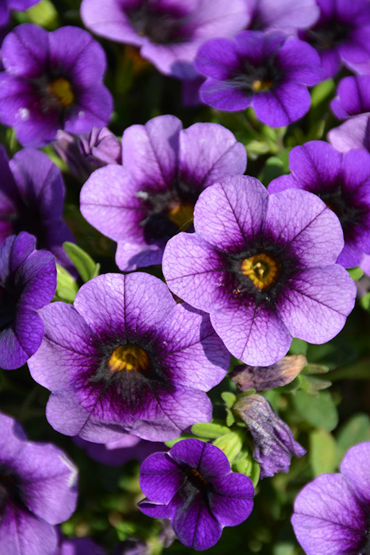 Perennial Purple Calibrachoa Flower Seeds for Planting Heirloom Non-GMO High Germination Organic Garden Seeds