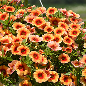 Orange Red Calibrachoa Flower Seeds – Heirloom, Non-GMO, High Germination Seeds