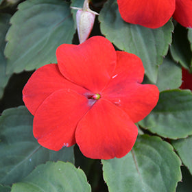 Red Impatiens Flower Seeds – Heirloom Non-GMO High Germination Organic Garden Seeds for Planting