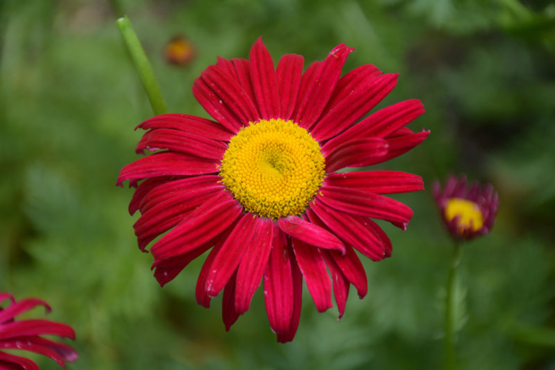 Giant Red Daisy Flower Seeds for Planting – Heirloom, Non-GMO, High Germination Organic Garden Seeds