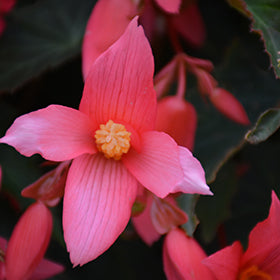 Pink Begonia Boliviensis Flower Seeds – Heirloom, Non-GMO, High Germination