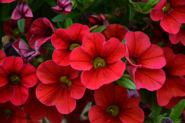 Red Calibrachoa Flower Seeds – Heirloom, Non-GMO, High Germination, Organic Garden Seeds