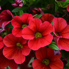 Calibrachoa Flower Seeds Red – Heirloom, Non-GMO, High Germination, Organic Garden Seeds