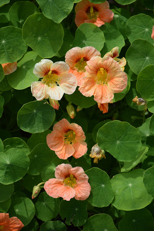Light Orange Tropaeolum Flower Seeds – Heirloom, Non-GMO, High Germination Seeds