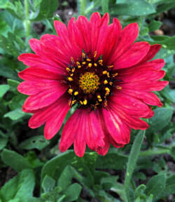 Red Gaillardia Flower Seeds for Planting – Heirloom, Non-GMO, High Germination