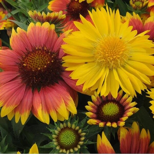 Mixed Gaillardia Flower Seeds – Heirloom, Non-GMO, High Germination Seeds