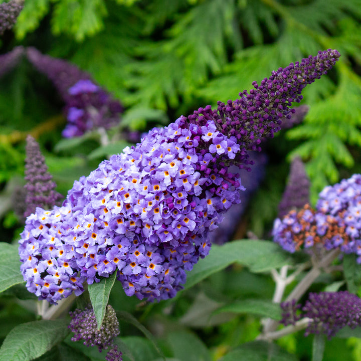 Buddleia Flower Seeds – Heirloom, Non-GMO, High Germination Organic Garden Seeds for Planting, Seeds for Planting