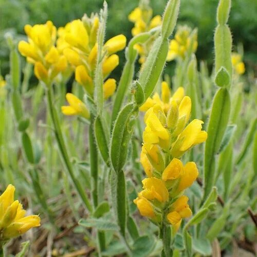 Genista Flower Seeds – Heirloom Non-GMO High Germination Organic Garden Seeds