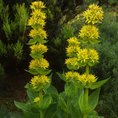 Yellow Genista Flower Seeds – Heirloom, Non-GMO, High Germination Seeds