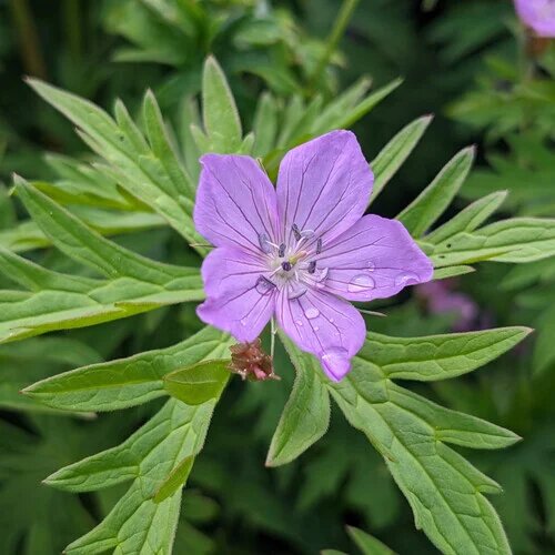Purple White Geranium Flower Seeds Heirloom Non-GMO High Germination Organic Garden Seeds for Planting