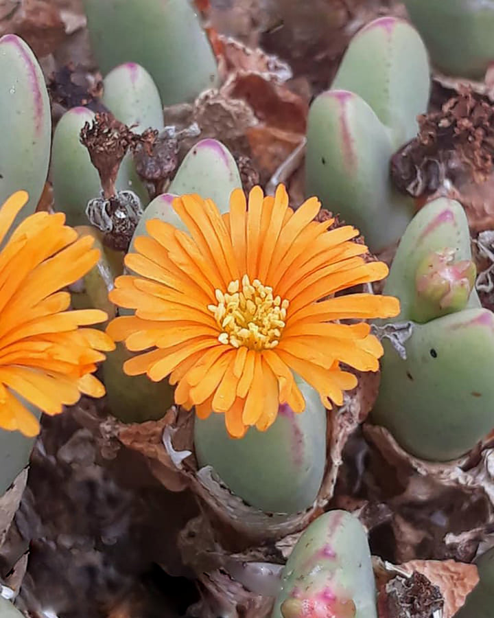 Conophytum Flower Seeds Orange – Heirloom Non-GMO High Germination Seeds