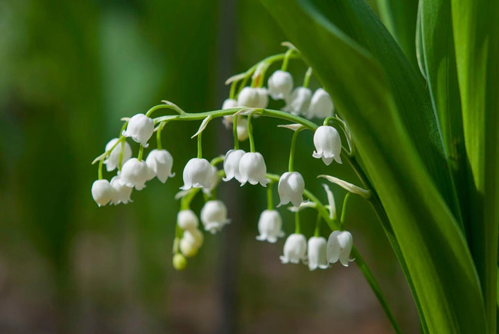 Lily The Valley Flower Seeds White – Heirloom, Non-GMO, High Germination Seeds