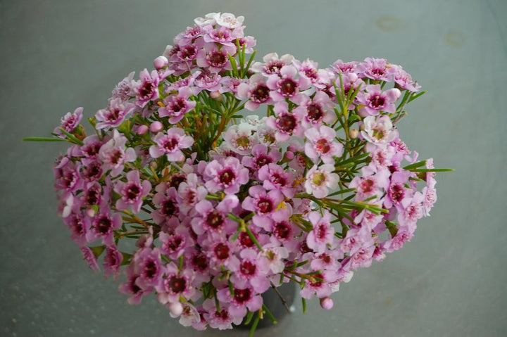 Light Pink Geraldton Flower Seeds – Heirloom, Non-GMO, High Germination Seeds