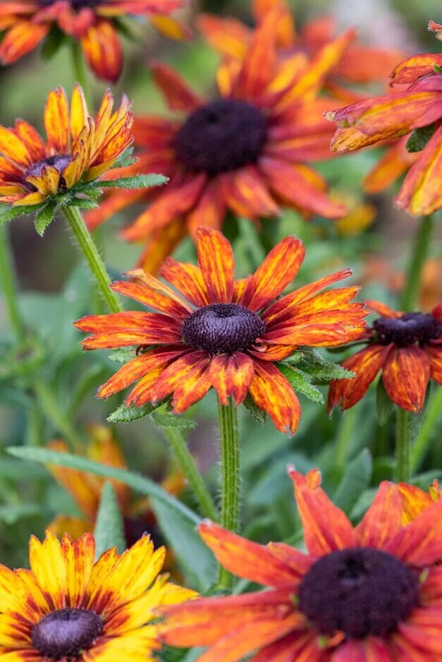 Orange Rudbeckia Flower Seeds – Heirloom, Non-GMO, High Germination Seeds