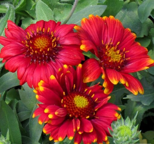 gaillardiaarizonaredshadesheirloomnongmohighgerminationorganicgarden flower seeds