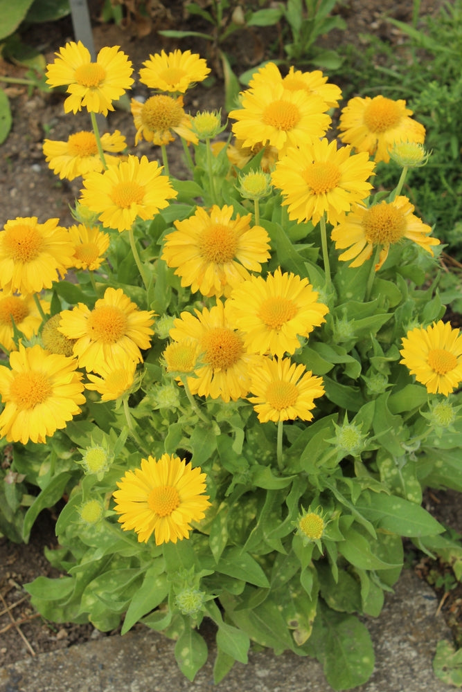 Yellow Gaillardia Flower Seeds for Planting – Heirloom, Non-GMO, High Germination