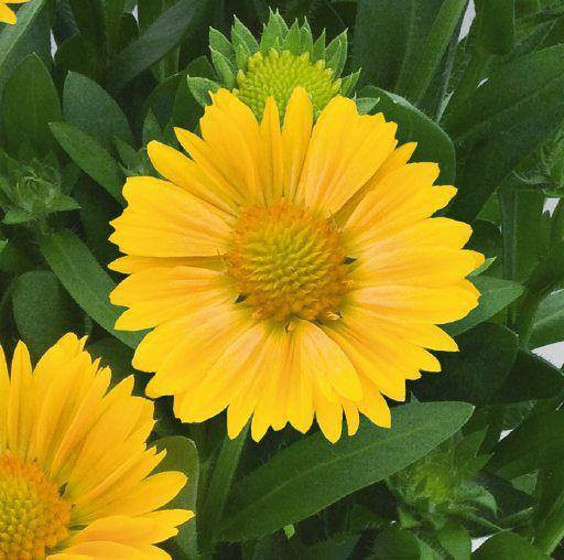 Yellow Gaillardia Flower Seeds for Planting – Heirloom, Non-GMO, High Germination