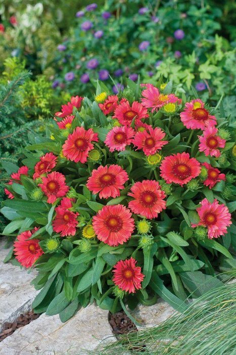 Diphylleia Flower Seeds Red – Heirloom, Non-GMO, High Germination Seeds