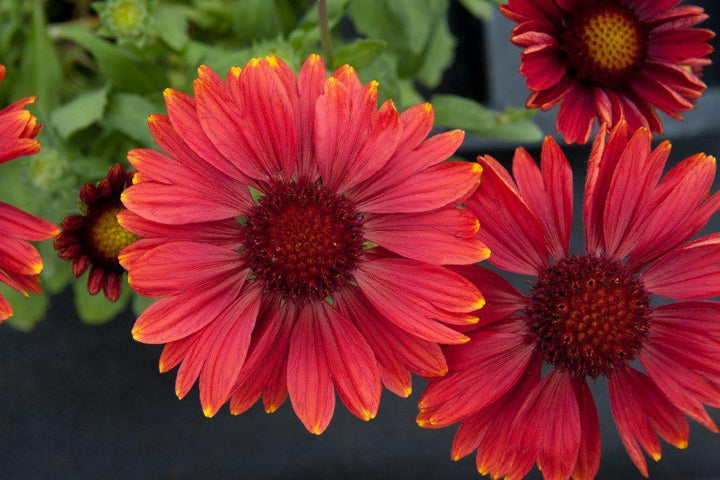 Red Gaillardia Flower Seeds for Planting – Heirloom, Non-GMO, High Germination