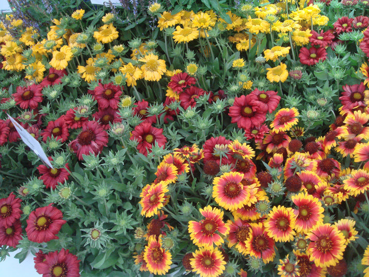 Mixed Gaillardia Flower Seeds – Heirloom, Non-GMO, High Germination Seeds