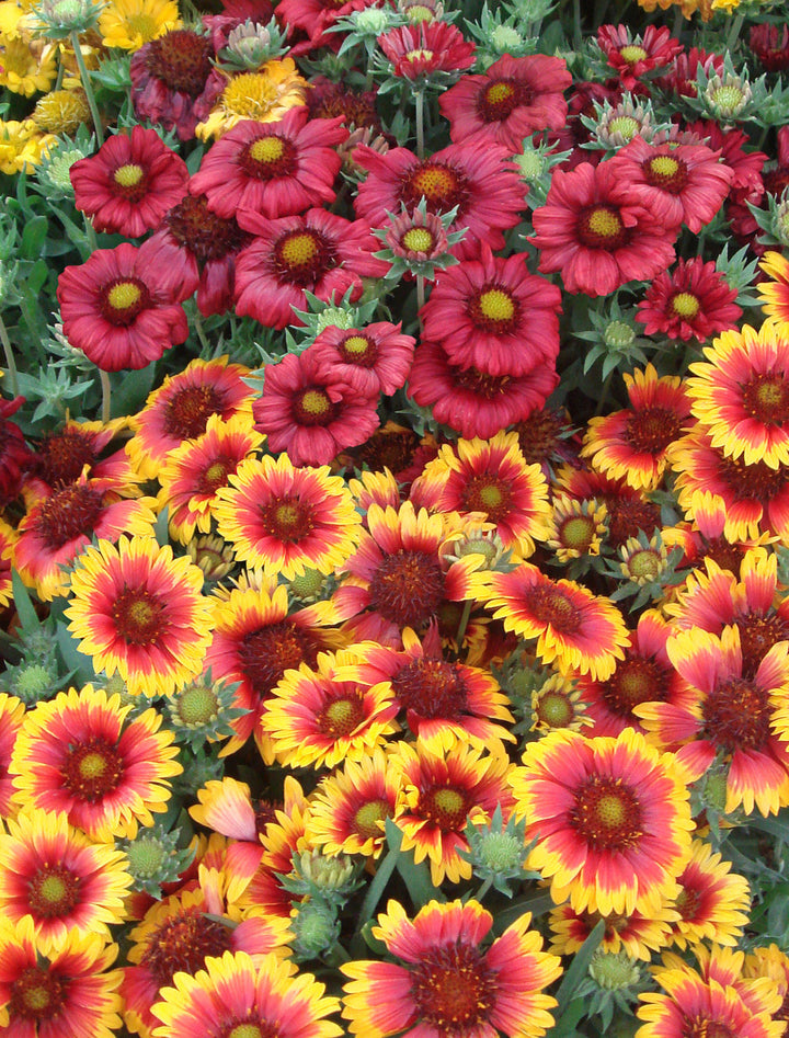 Mixed Gaillardia Flower Seeds – Heirloom, Non-GMO, High Germination Seeds