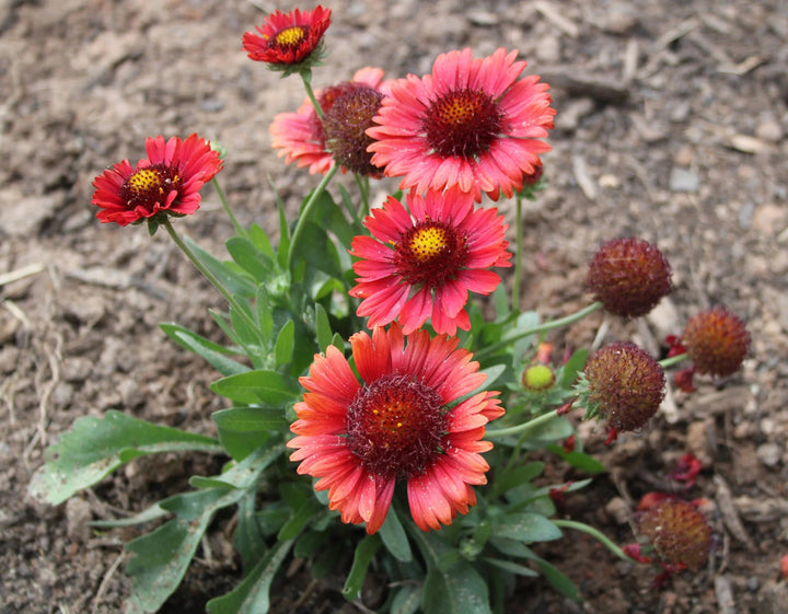 Red Aristata Grandiflora Flower Seeds for Planting – Heirloom Non-GMO Organic Seeds