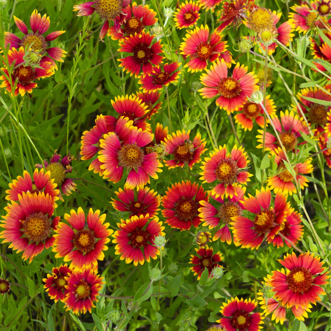 rosso raven flower seeds