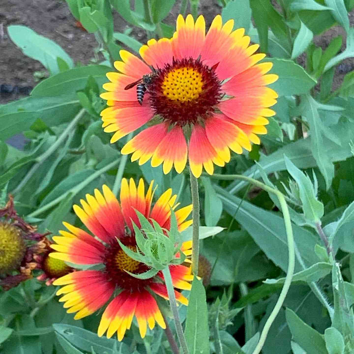 Gaillardia Pulchella Flower Seeds – Heirloom, Non-GMO, High Germination Seeds