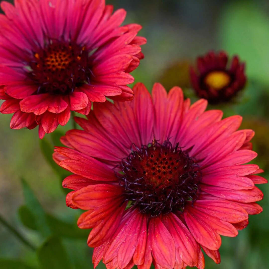 Red Aristata Grandiflora Flower Seeds for Planting – Heirloom Non-GMO Organic Seeds