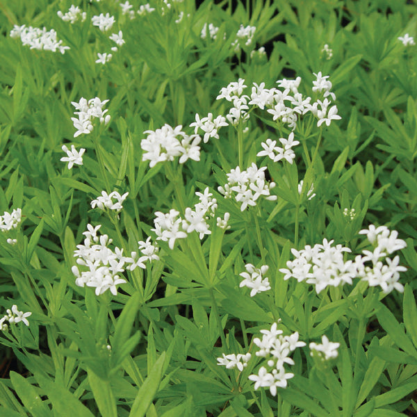 Semillas de Flor Galium Odoratum Blanca – Semillas Tradicionales No Transgénicas de Alta Germinación