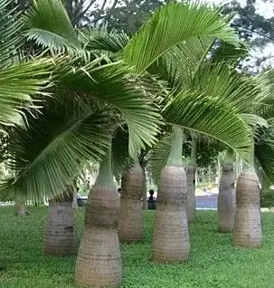 gardendecorationgreeningplantingbottlepalmheirloomnongmohighgerminationorganicgarden flower seeds