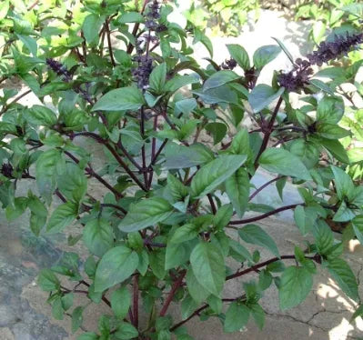 gardenfloweraromaticflowerocimumcinnamonheirloomnongmohighgerminationorganicgarden flower seeds
