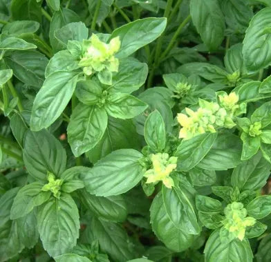 gardenfloweraromaticflowerdroughttolerantocimumlargeleafheirloomnongmohighgerminationorganicgarden flower seeds