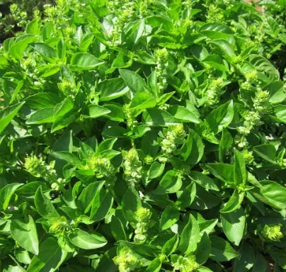 gardenfloweraromaticflowerocimumcompactbushbasilheirloomnongmohighgerminationorganicgarden flower seeds