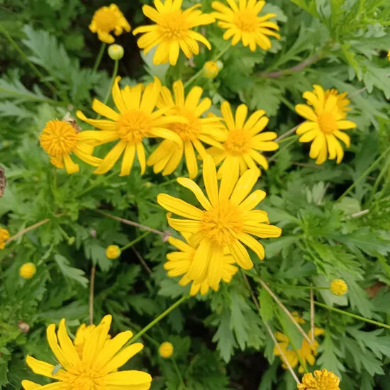 gardenlandscapinghightemperatureresistantdecorativeflowershighqualityvarietyursininaheirloomnongmohighgerminationorganicgarden flower seeds