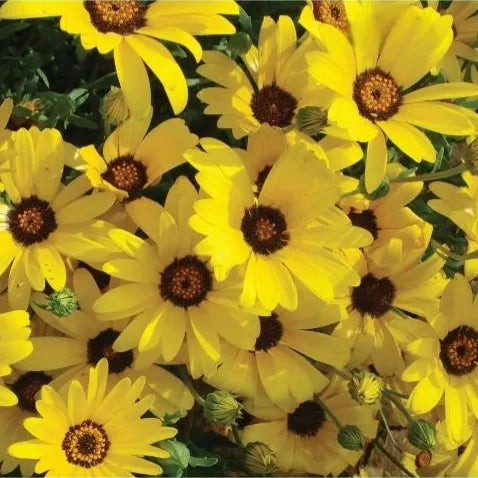 gardenlandscapingpottedornamentalopenpollinateddimorphothecaheirloomnongmohighgerminationorganicgarden flower seeds