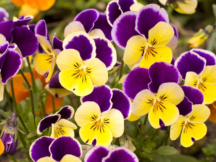 Yellow Purple Pansy Flower Seeds – Heirloom, Non-GMO, High Germination Seeds