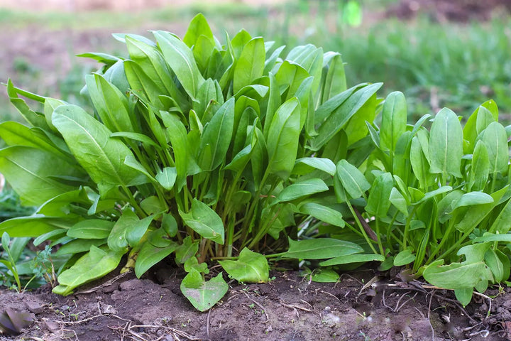 French Sorrel Rumex Acetosa Seeds – Nutrient-Rich Herbs - Heirloom &amp; Non-GMO Seeds for Planting