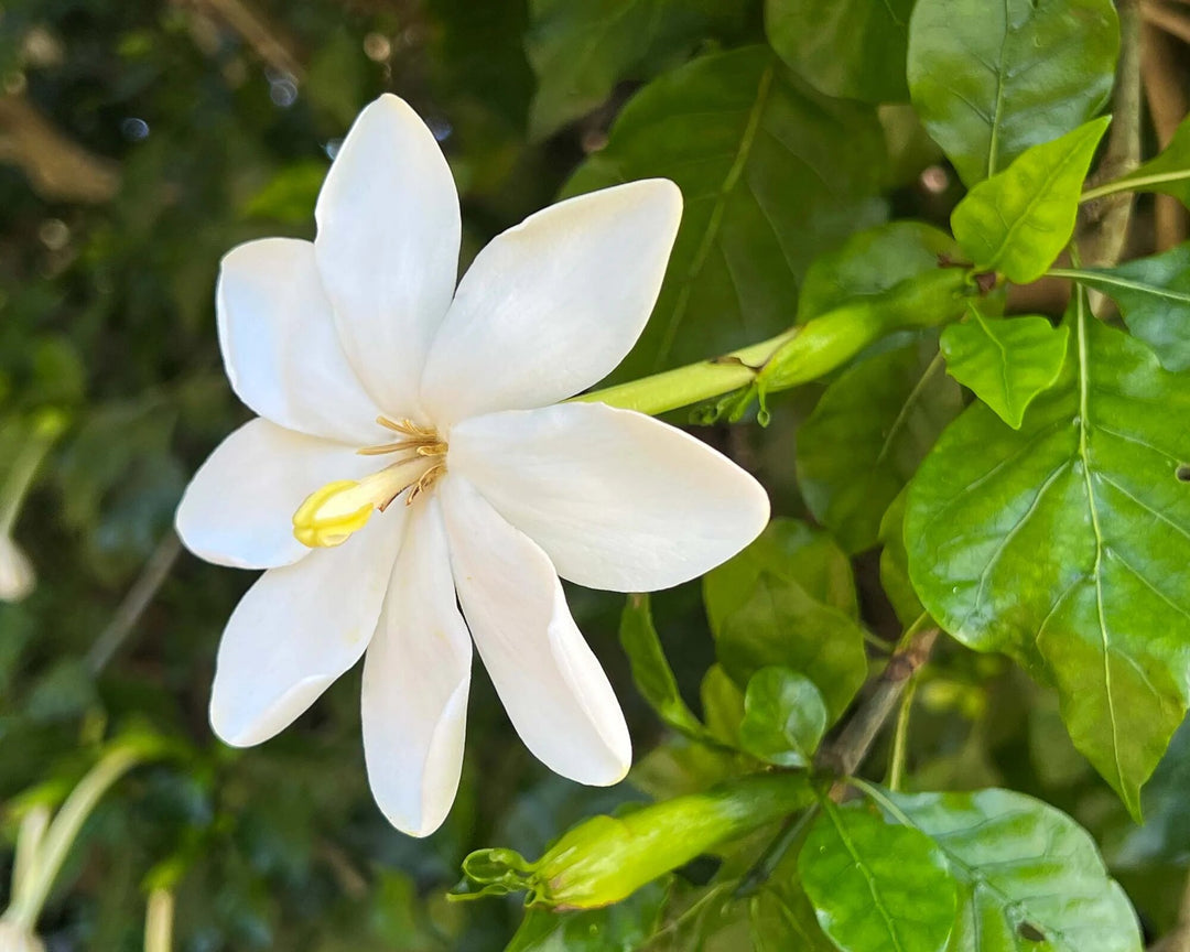 Gardenia Thunbergia Flower Seeds White – Heirloom, Non-GMO, Organic Seeds