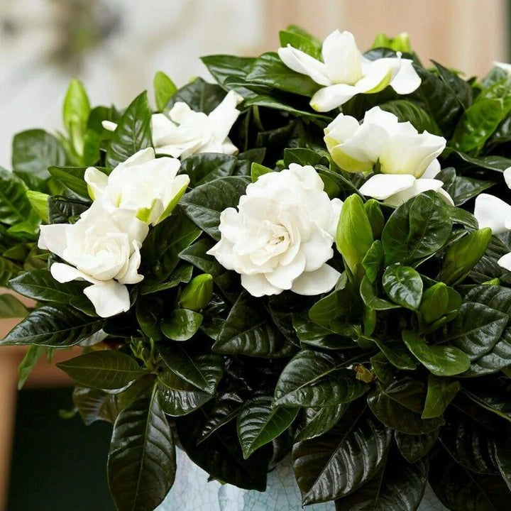 Gardenia Flower Seeds White – Heirloom, Non-GMO, High Germination Organic Seeds