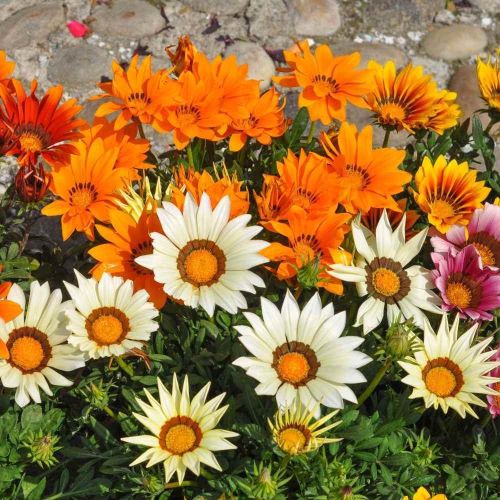 gazania star flower seeds