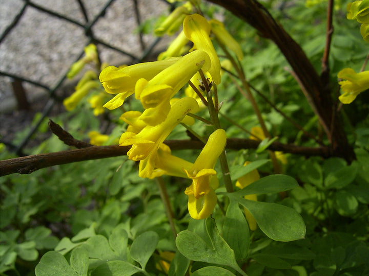 Corydalis Flower Seeds Yellow for Planting – Heirloom Non-GMO High Germination Seeds