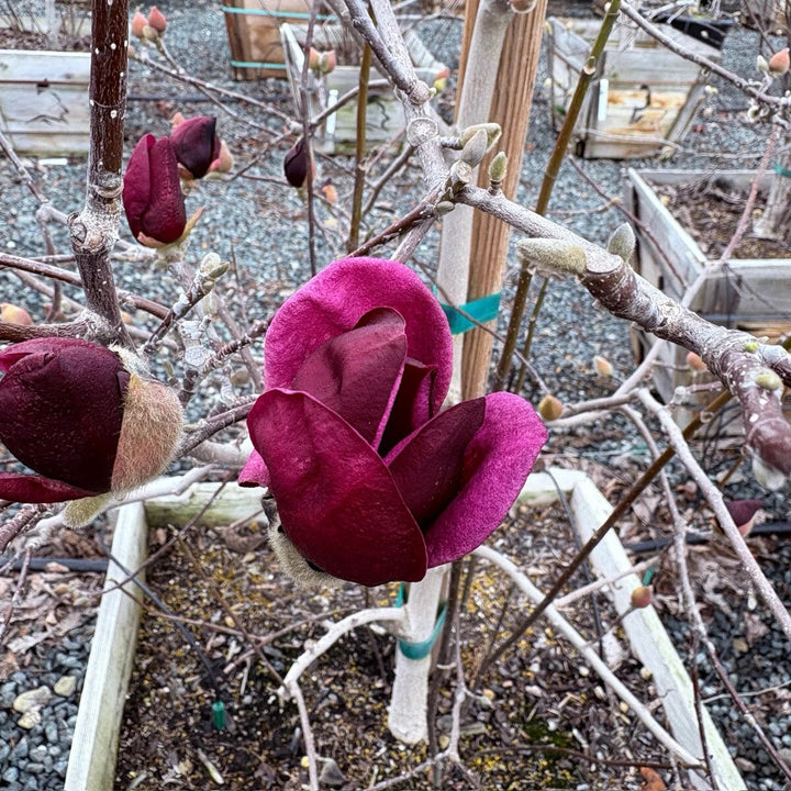 Dark Red Magnoli Flower Seeds for Planting – Heirloom Non-GMO High Germination Seeds