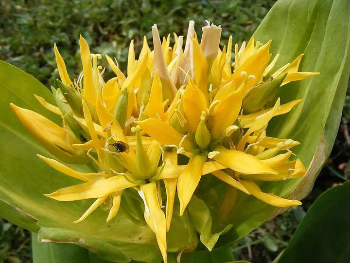 Gentiana Lutea Flower Seeds Yellow Heirloom Non-GMO High Germination Organic Garden Seeds for Planting
