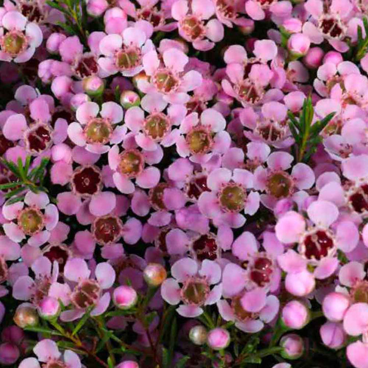 Geraldton Wax Flower Seeds Pink – Heirloom Non-GMO High Germination Seeds