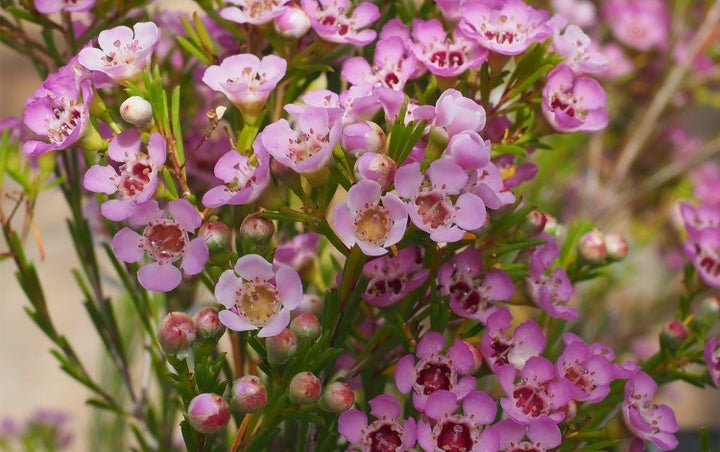 Geraldton Wax Flower Seeds Pink – Heirloom Non-GMO High Germination Seeds