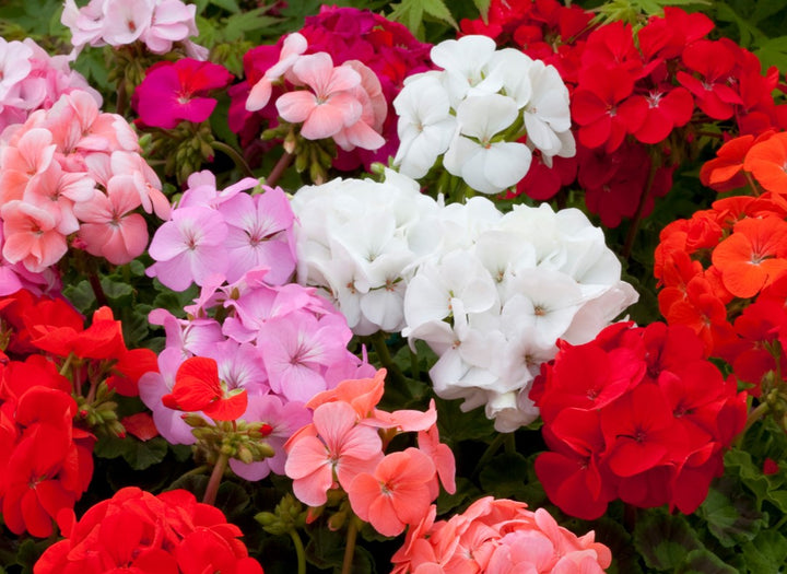Mixed Apple Geranium Flower Seeds – Heirloom, Non-GMO, High Germination Seeds