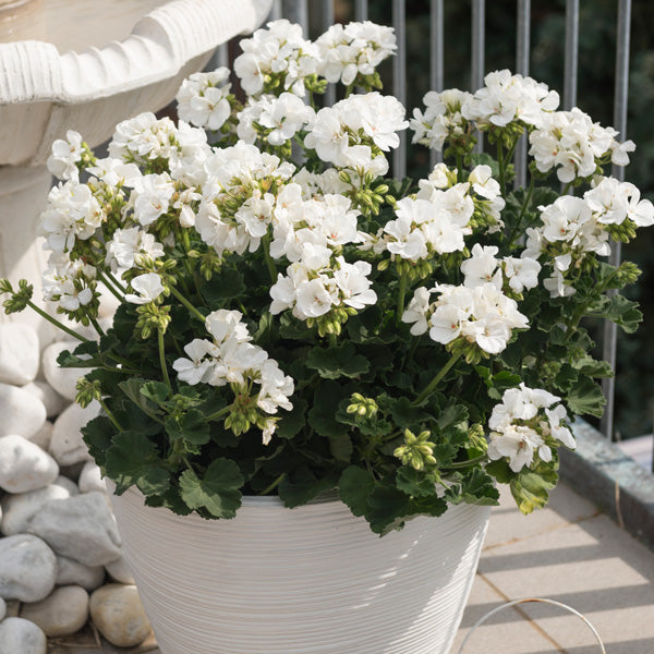 Pelargonium Sidoides White Flower Seeds – Heirloom, Non-GMO, High Germination Seeds